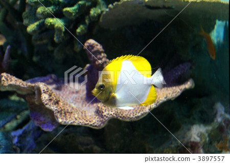 Kasumi蝴蝶 3897557