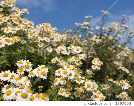 菊花japonense 菊花japonense 3897990