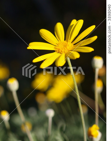 朱利葉斯黛西 3898040