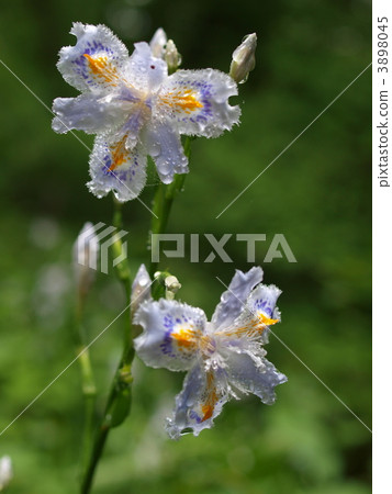 等到薩沙 3898045