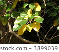葉 樹葉 葉子 3899039