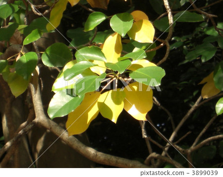 葉 樹葉 葉子 3899039