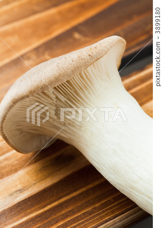 king trumpet mushroom, mushroom, mushrooms 3899180