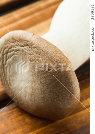 杏鮑菇 皺褶 菌絲類型 3899181