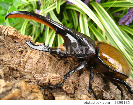 Hercules Equatorianus 3899185