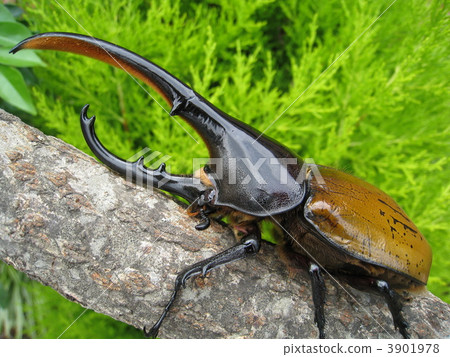 Hercules Morrish My 3901978