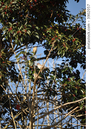 麻雀到麻.. 3902057