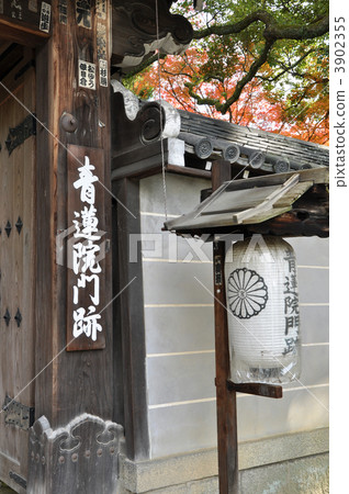 青蓮 門 門口 3902355