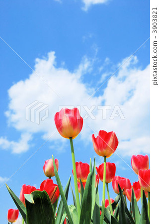 花朵 花 花卉 3903821