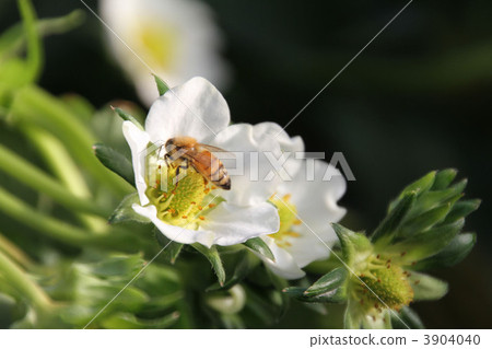 草莓花和蜂3 3904040