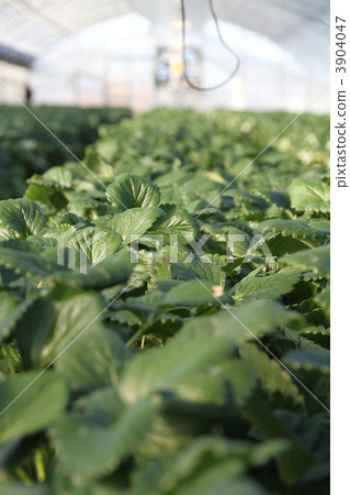 Strawberry House 2 3904047