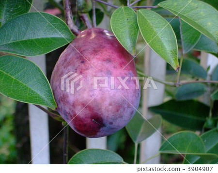 kuniko, ikuko, fumiko 3904907