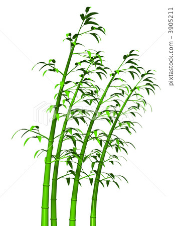 Bamboo grove Bamboo grove 3905211