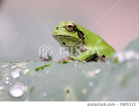 雨蛙讓石英球開心 3905515