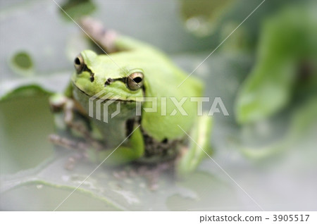 一隻好看的日本青蛙 3905517