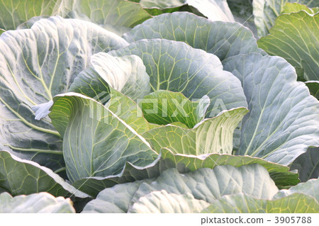 A cabbage that should become round A cabbage that should become round 3905788