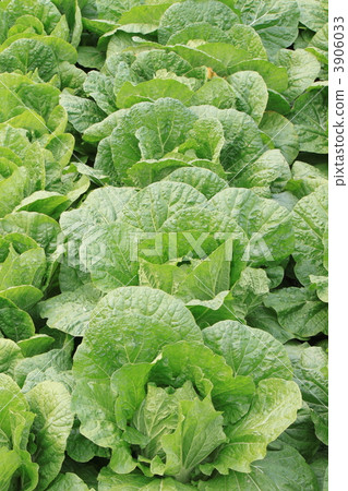 大白菜田 3906033