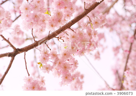 Double cherry blossoms Double cherry blossoms 3906073