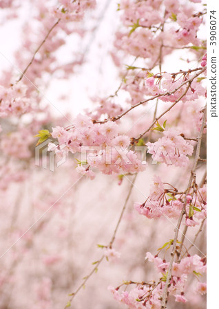 Drooping cherry tree Drooping cherry tree 3906074