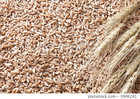Barley 3906241