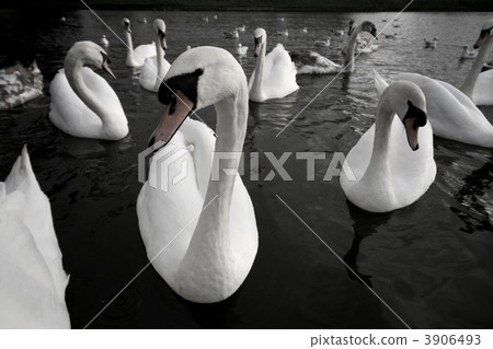 The lake of swan 3906493