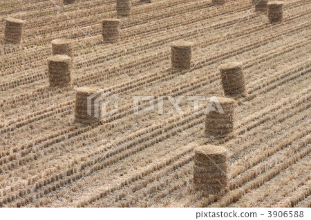Row of pasture rolls 3906588