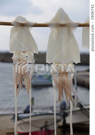 魷魚的曬乾魷魚 3906742