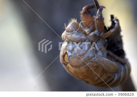 cicada husk, empty shell, exoskeleton 3906820