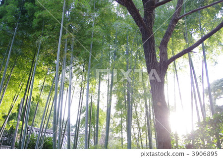 竹叢 日式房屋 花園樹 3906895