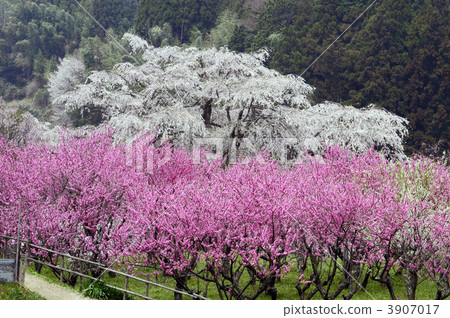 Hongo cherry-blossoms cherry blossoms and peach blossoms in Hongo 3907017