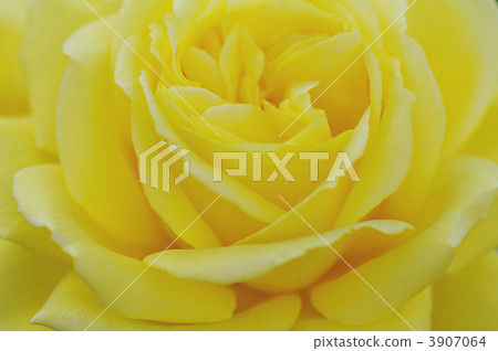 Gina Rollo Brigita 3907064