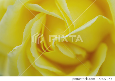 Gina Rollo Brigita 3907065