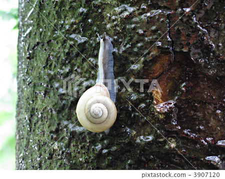 蝸牛 3907120