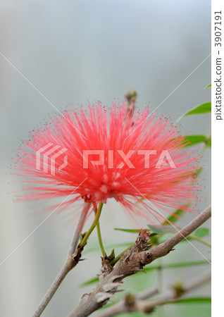 Kari Andora·Haematakekefara(紅色花) Kari Andora·Haematakekefara(紅色花) 3907191