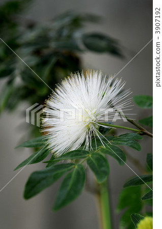 Kari Andora · Haematakephala (white flower) 3907192