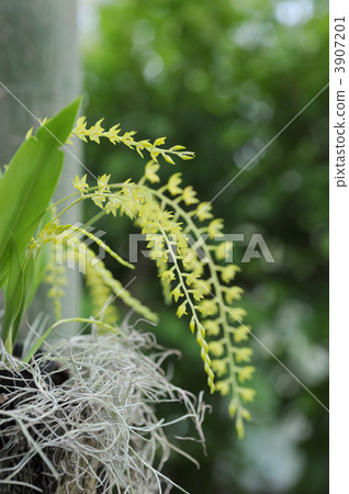 Dendrochlam Formosanum 3907201