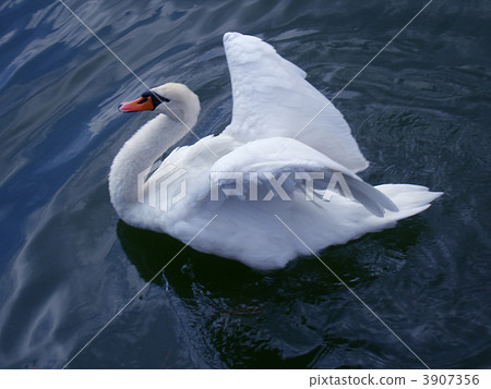 Swan of the Imperial Palace 3907356