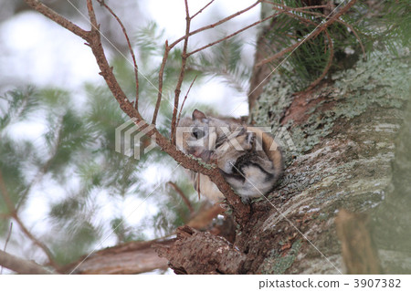 Ezomon mocha sticking to branches Ezomon mocha sticking to branches 3907382