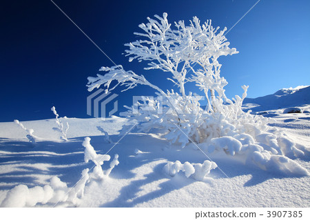 Birch trees and blue sky 3907385