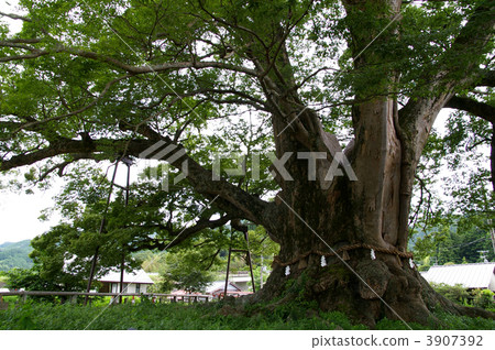 Noma Keyaki (Ose Prefecture Nose Town) 3907392