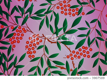 南天樹的果實 南天竹 南部天空 3907589