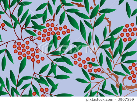 南天樹的果實 南天竹 南部天空 3907599