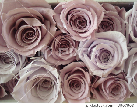 紅酒玫瑰 紅酒玫瑰 3907908