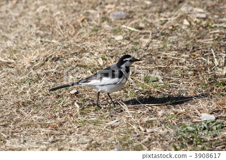 Wakasekirei walking in the park Wakasekirei walking in the park 3908617