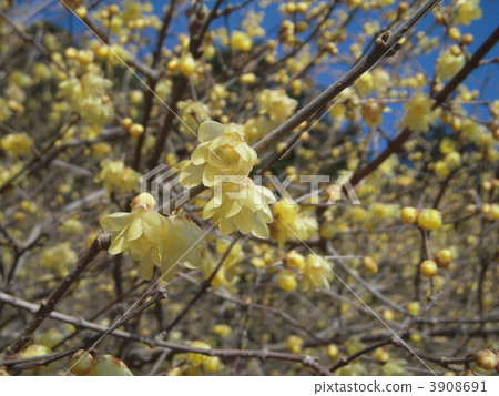 Wax plum Wax plum 3908691
