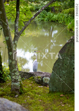 Ao-sama of Family Hospital 3908852