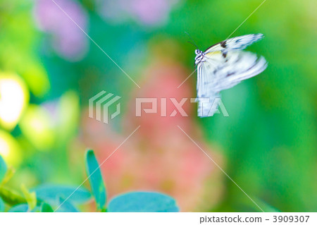 蝴蝶 3909307