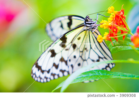 蝴蝶 3909308