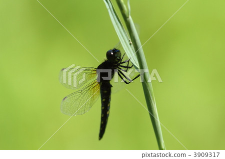 Hararachi Tsubo 3909317