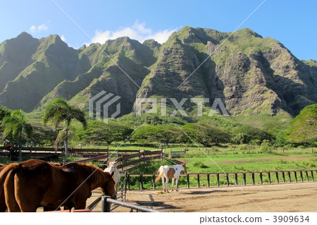 Kualoa Ranch 3909634
